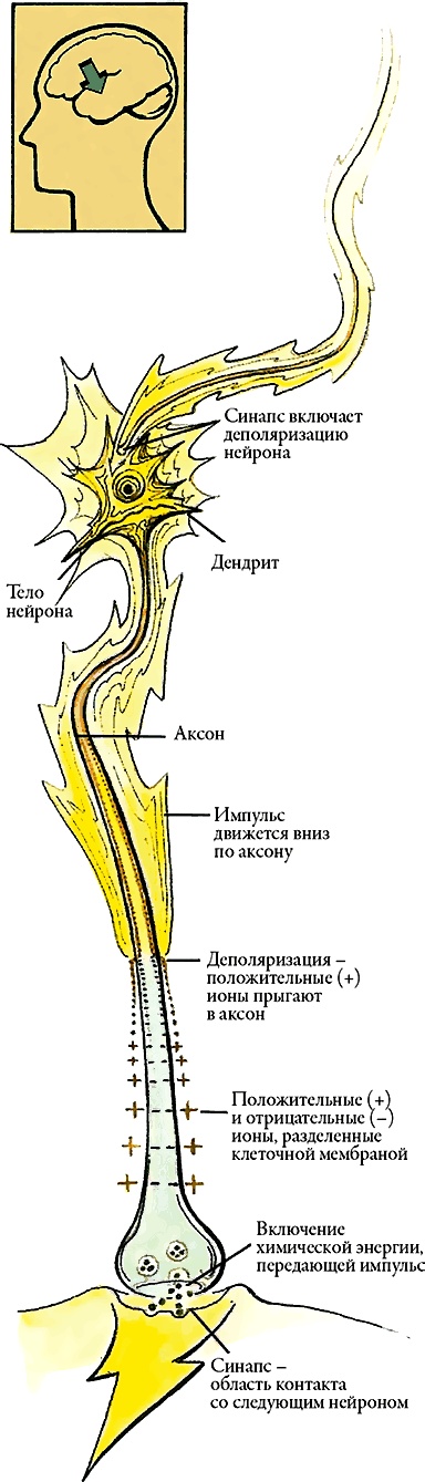 Иллюстрация к книге — Тайны анатомии [i_046.jpg]