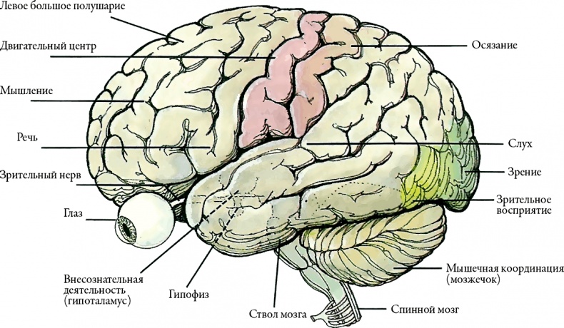 Иллюстрация к книге — Тайны анатомии [i_047.jpg]