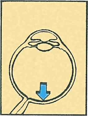 Иллюстрация к книге — Тайны анатомии [i_052.jpg]