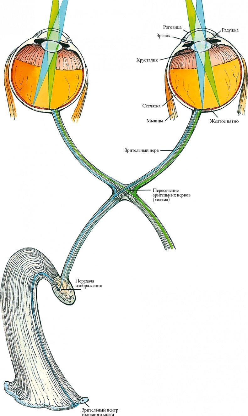 Иллюстрация к книге — Тайны анатомии [i_056.jpg]