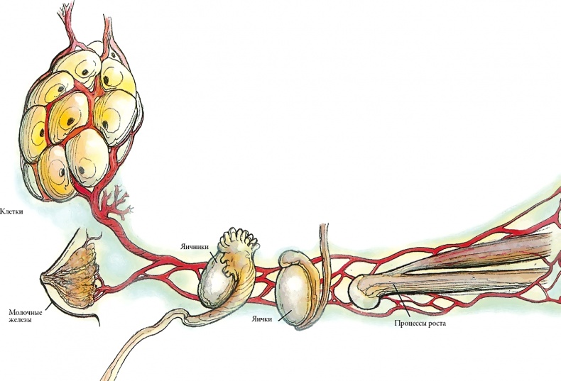 Иллюстрация к книге — Тайны анатомии [i_059.jpg]
