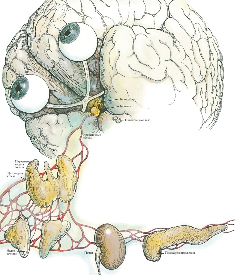 Иллюстрация к книге — Тайны анатомии [i_060.jpg]