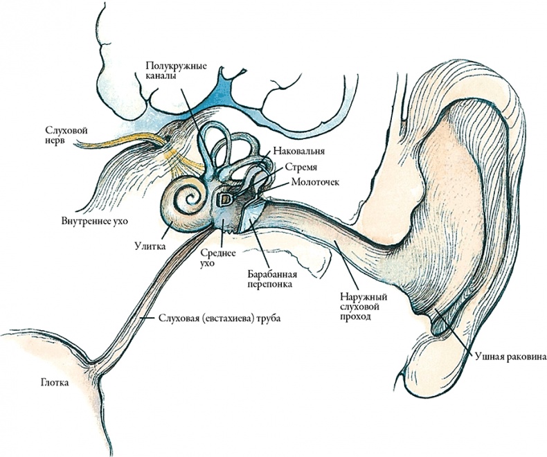 Иллюстрация к книге — Тайны анатомии [i_063.jpg]