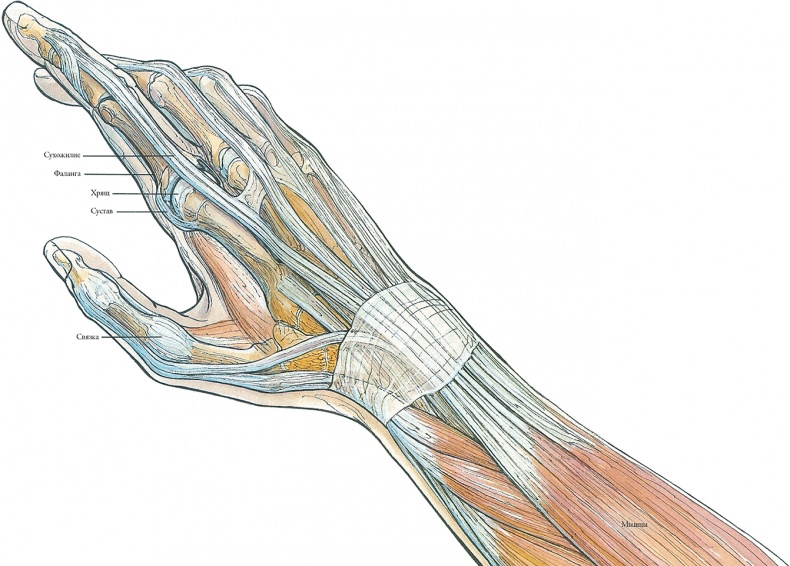 Иллюстрация к книге — Тайны анатомии [i_070.jpg]
