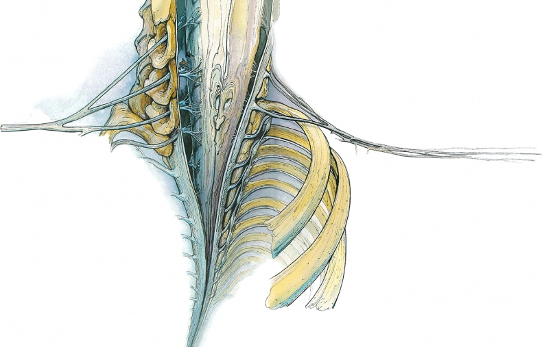 Иллюстрация к книге — Тайны анатомии [i_072.jpg]