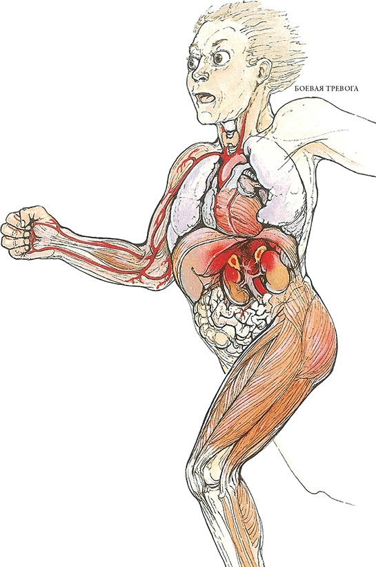 Иллюстрация к книге — Тайны анатомии [i_076.jpg]