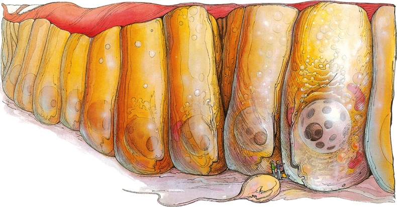 Иллюстрация к книге — Тайны анатомии [i_078.jpg]