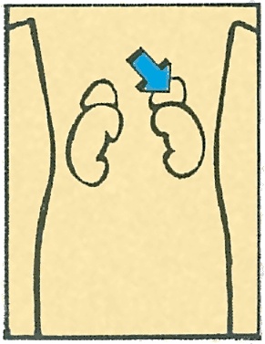 Иллюстрация к книге — Тайны анатомии [i_079.jpg]