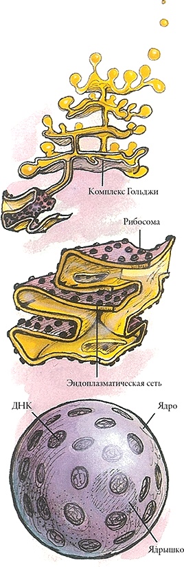 Иллюстрация к книге — Тайны анатомии [i_080.jpg]