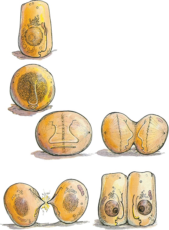 Иллюстрация к книге — Тайны анатомии [i_087.jpg]