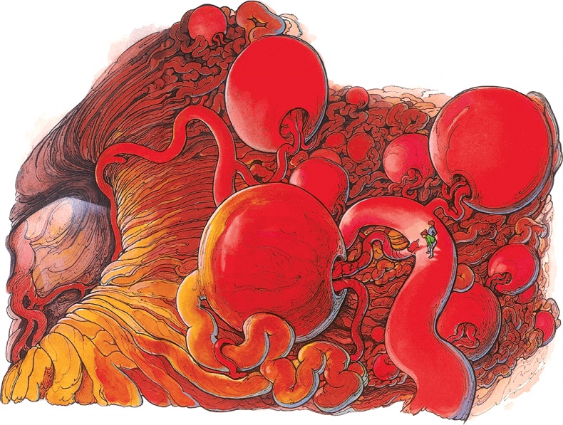 Иллюстрация к книге — Тайны анатомии [i_089.jpg]