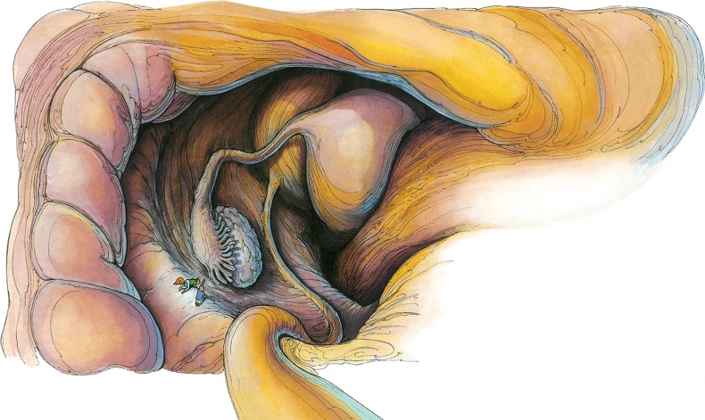 Иллюстрация к книге — Тайны анатомии [i_092.jpg]