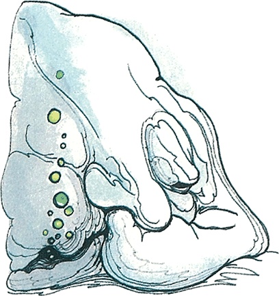 Иллюстрация к книге — Тайны анатомии [i_099.jpg]
