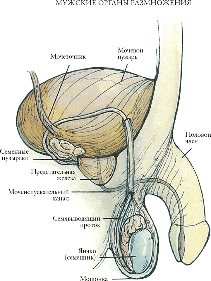 Иллюстрация к книге — Тайны анатомии [i_103.jpg]