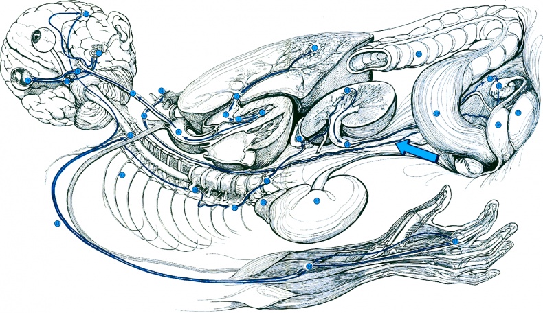 Иллюстрация к книге — Тайны анатомии [i_104.jpg]