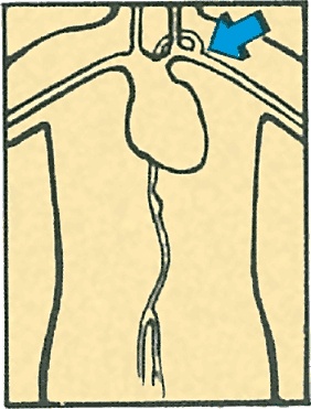 Иллюстрация к книге — Тайны анатомии [i_106.jpg]