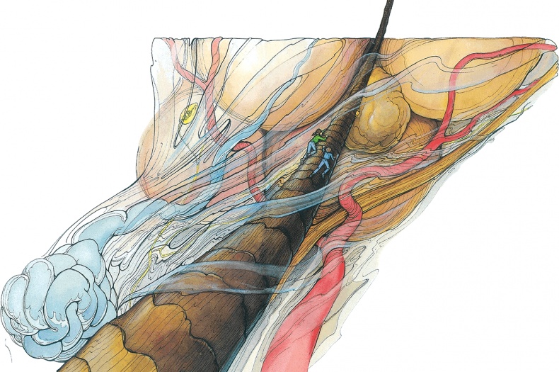 Иллюстрация к книге — Тайны анатомии [i_108.jpg]