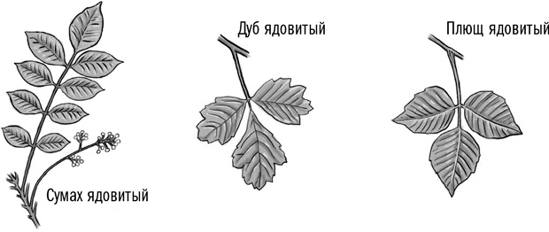 Иллюстрация к книге — Первая помощь своими руками. Если скорая не спешит [i_015.jpg]