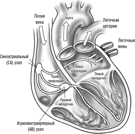 Иллюстрация к книге — Первая помощь своими руками. Если скорая не спешит [i_056.jpg]