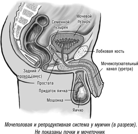 Иллюстрация к книге — Первая помощь своими руками. Если скорая не спешит [i_085.jpg]