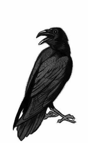 Иллюстрация к книге — Ворон [i_003.jpg]