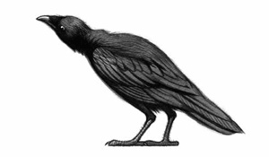 Иллюстрация к книге — Ворон [i_004.jpg]