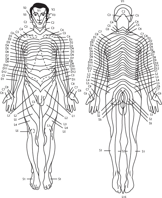 Иллюстрация к книге — Справочник по лечебному массажу и самомассажу. От диагноза к лечению [_2.jpg]