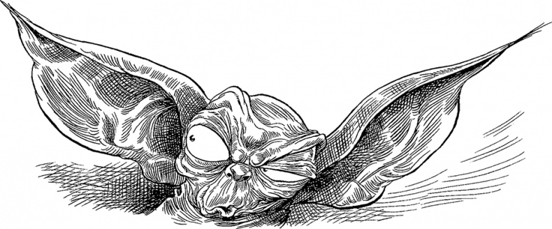 Иллюстрация к книге — Хроники Края. Громобой [i_042.jpg]