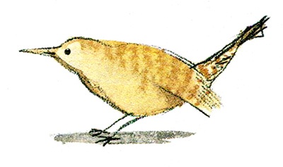 Иллюстрация к книге — Мой папа - птиц [i_022.jpg]