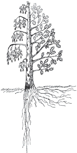 Иллюстрация к книге — Сила рода. Славянские традиции и ритуалы сохранения семьи и почитания предков [i_003.jpg]