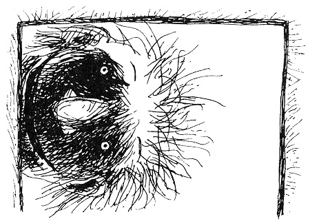 Иллюстрация к книге — Пип! [i_017.jpg]