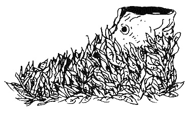 Иллюстрация к книге — Пип! [i_088.jpg]