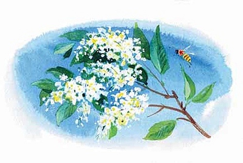 Иллюстрация к книге — Сибирский валенок [i_023.jpg]