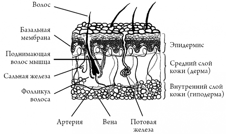 Иллюстрация к книге — Что скрывает кожа. 2 квадратных метра, которые диктуют, как нам жить [i_003.jpg]
