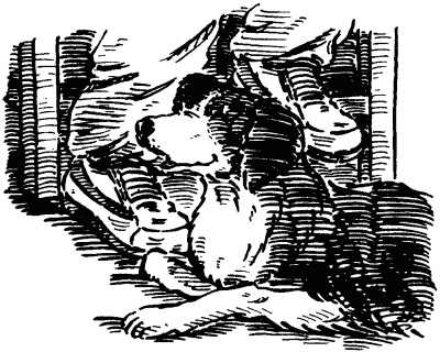 Иллюстрация к книге — Собачье счастье [i_003.jpg]