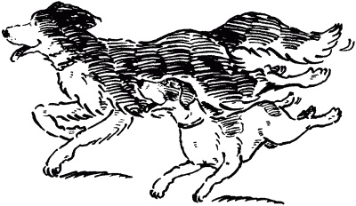 Иллюстрация к книге — Собачье счастье [i_005.jpg]