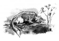 Иллюстрация к книге — Образование Маленького Дерева [i_009.jpg]