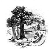 Иллюстрация к книге — Образование Маленького Дерева [i_013.jpg]