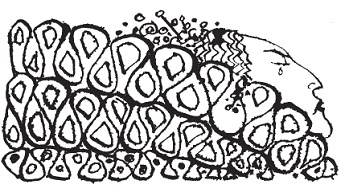 Иллюстрация к книге — Подарки фей [pic_31.jpg]