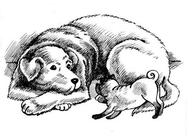 Иллюстрация к книге — О весёлых собачках (сборник) [i_006.jpg]