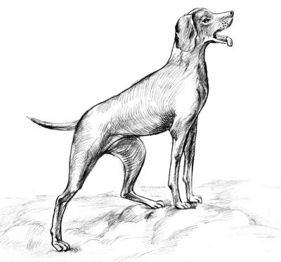 Иллюстрация к книге — Белый пудель [i_015.jpg]