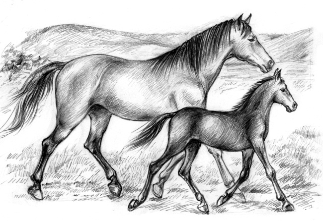 Иллюстрация к книге — Белый пудель [i_035.jpg]