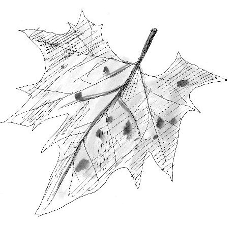 Иллюстрация к книге — Загогулина [i_007.jpg]