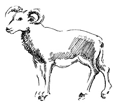 Иллюстрация к книге — Мандариновые острова [i_022.jpg]