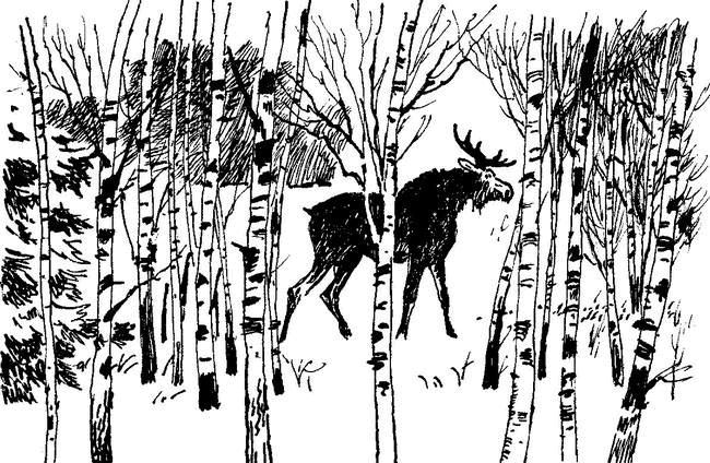 Иллюстрация к книге — Камешки на ладони [i_009.jpg]