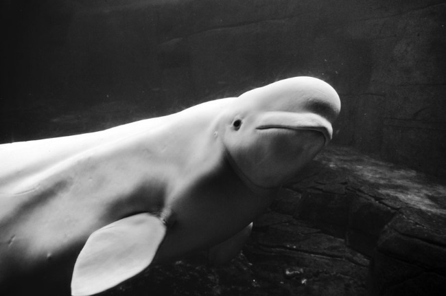 Иллюстрация к книге — Тайны эволюции [i_011.jpg]