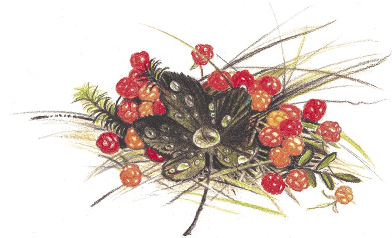 Иллюстрация к книге — Принцесса Линдагуль и другие сказки [i_033.jpg]