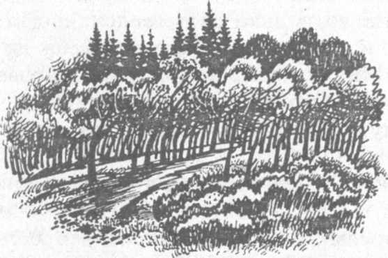 Иллюстрация к книге — В поисках бриллиантовой диадемы [doc2fb_image_02000020.jpg]