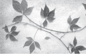 Иллюстрация к книге — Большая книга развивающих игр. От рождения до 3 лет [i_066.jpg]