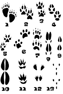 Иллюстрация к книге — Как стать супер. Только для мальчишек [untitled3.jpg]